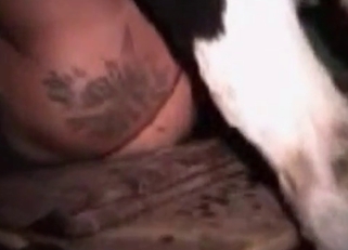 Tight pussy ravaged by a horny horse