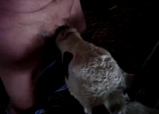Plump limps donkey sucking his dick