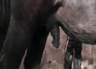 Hardcore horse enjoying this slut's slit