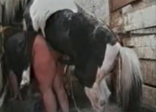Gorgeous chick gets banged by a horse