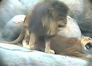 Sexy lioness pinned and pounded here